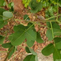 Crotalaria pallida Aiton